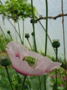 Poppy in poly tunnel