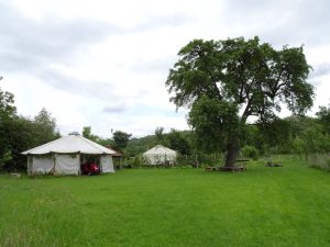 Field with giant Pear tree and yurts