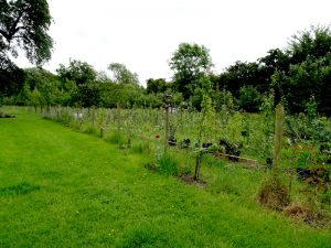 Tree grafting nursery