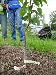 young grafted tree in nursery bed