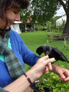 hungry jackdaw chick!