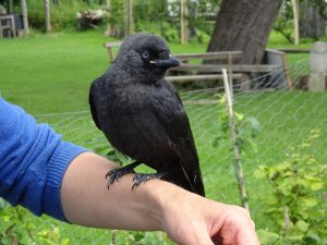 Jackdaw chick