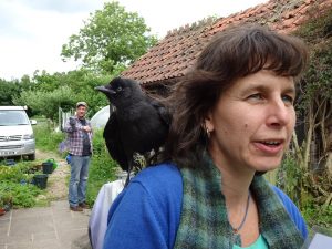 Jackdaw chick on shoulder